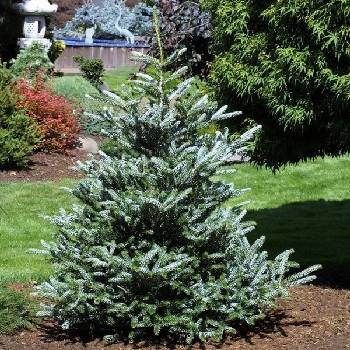 Пихта корейская Abies koreana ‘Silberlock’ (Abies koreana ‘Horstman's Silberlock’)